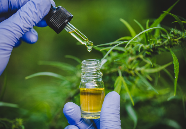 Justiça do MA determina que plano não é obrigado a fornecer ‘óleo de cannabis’ para tratamento domiciliar